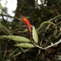 Aeschynanthus ceylanicus Gardner